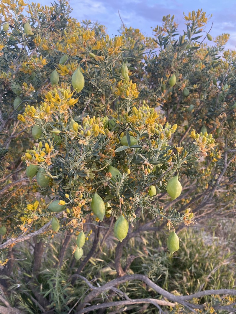 Cleomella arborea var. globosa photo 7