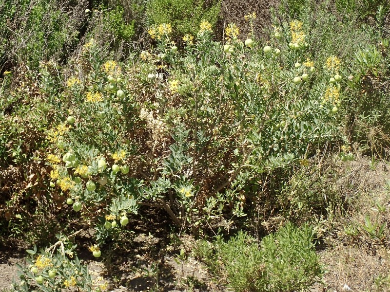 Cleomella arborea var. globosa photo 8