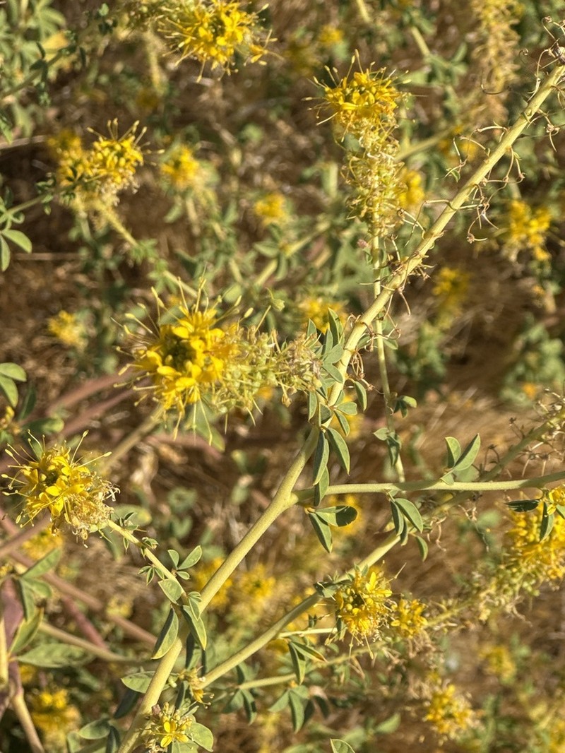 Cleomella californica