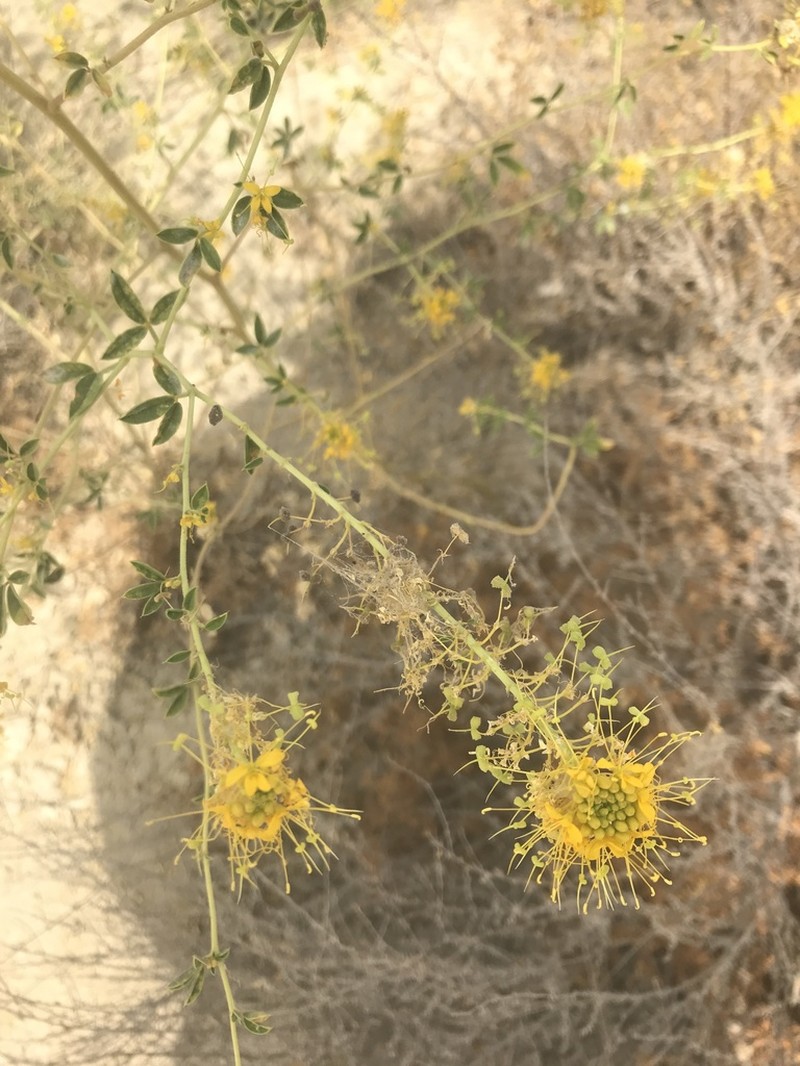 Cleomella californica photo 2