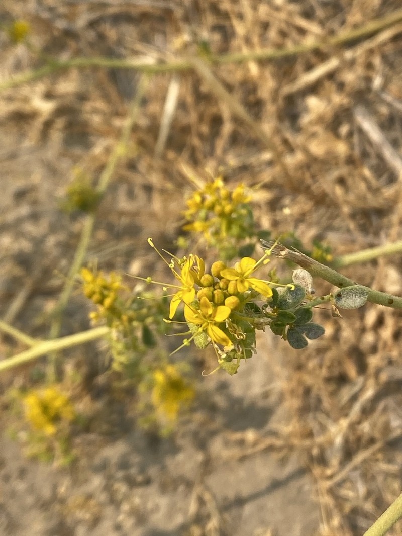 Cleomella californica photo 3