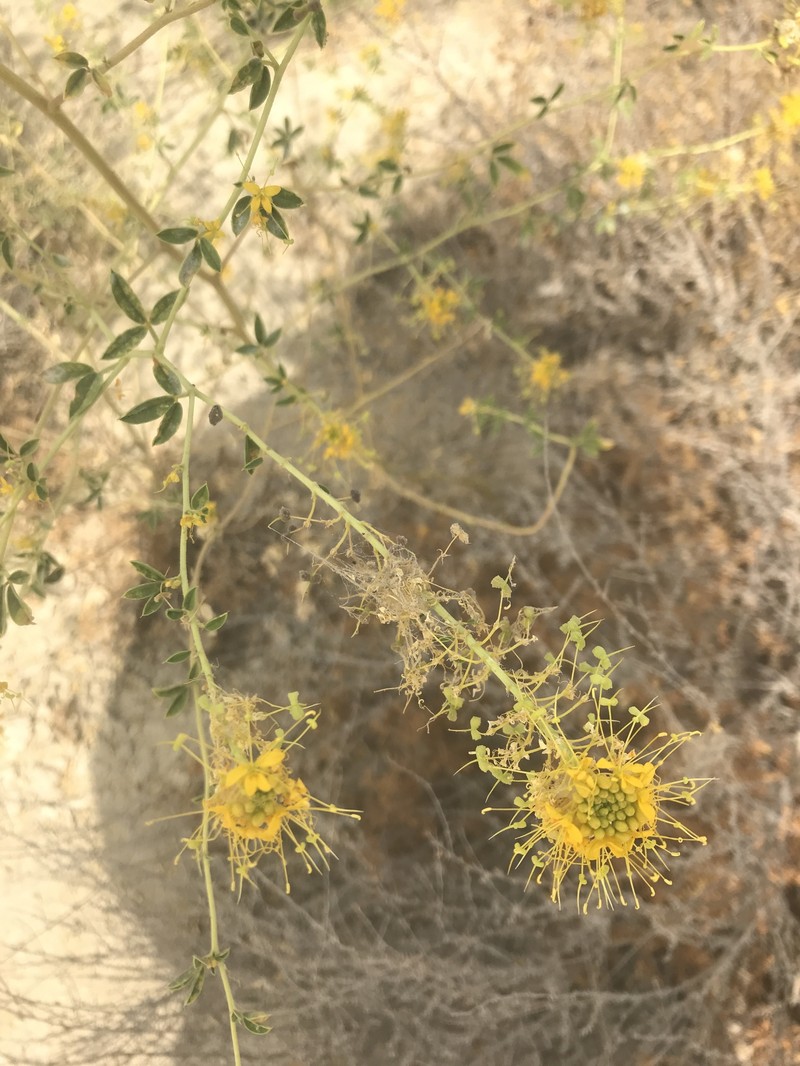 Cleomella californica photo 4
