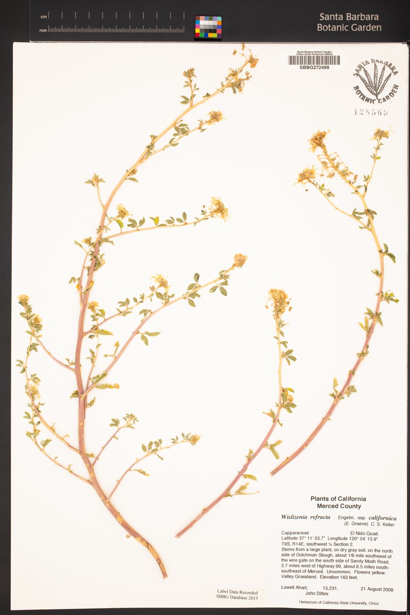 Cleomella californica photo 5