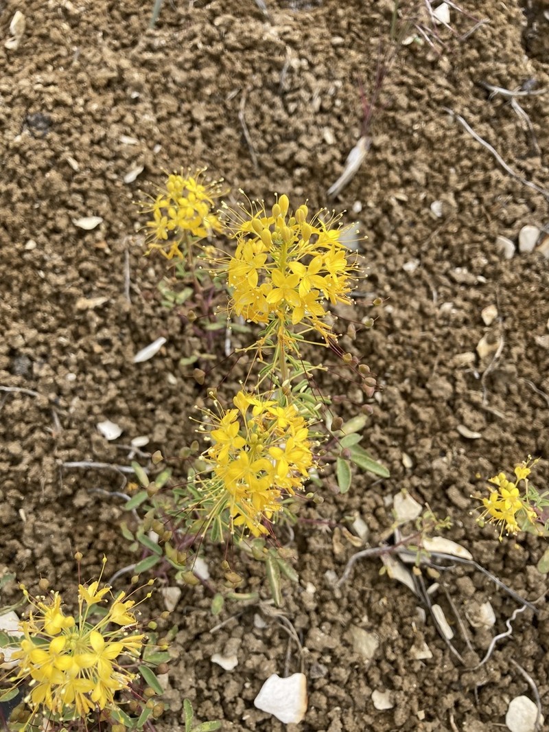 Hillman's Stinkweed