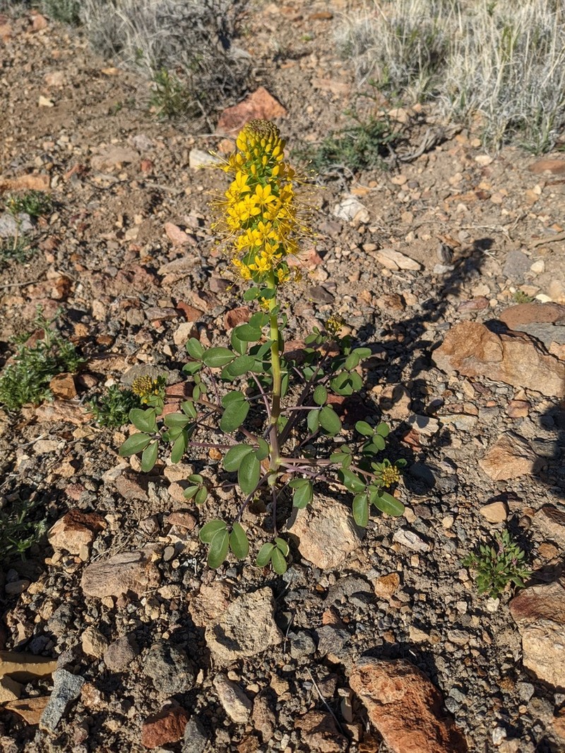Hillman's Stinkweed photo 6