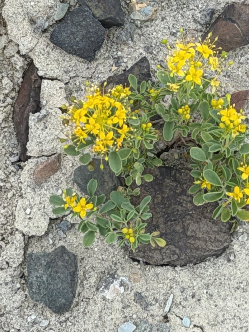 Hillman's Stinkweed photo 7
