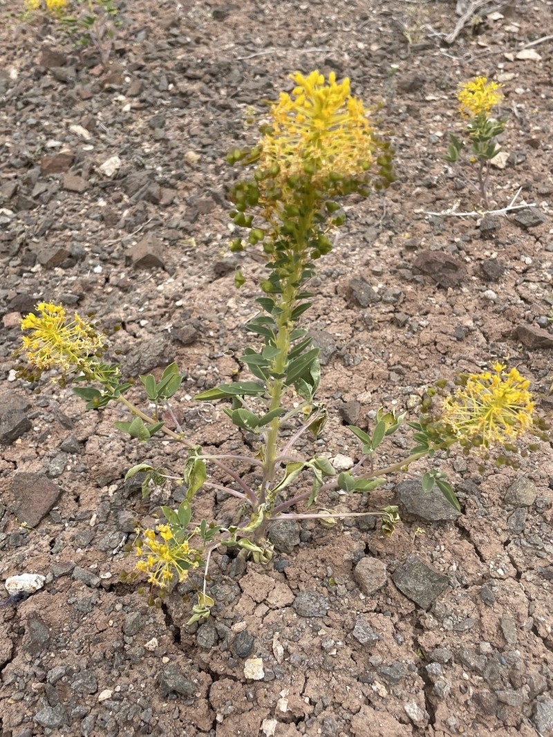 Hillman's Stinkweed photo 8