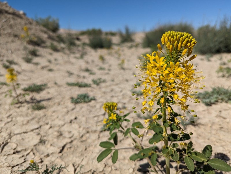 Cleomella hillmanii var. hillmanii
