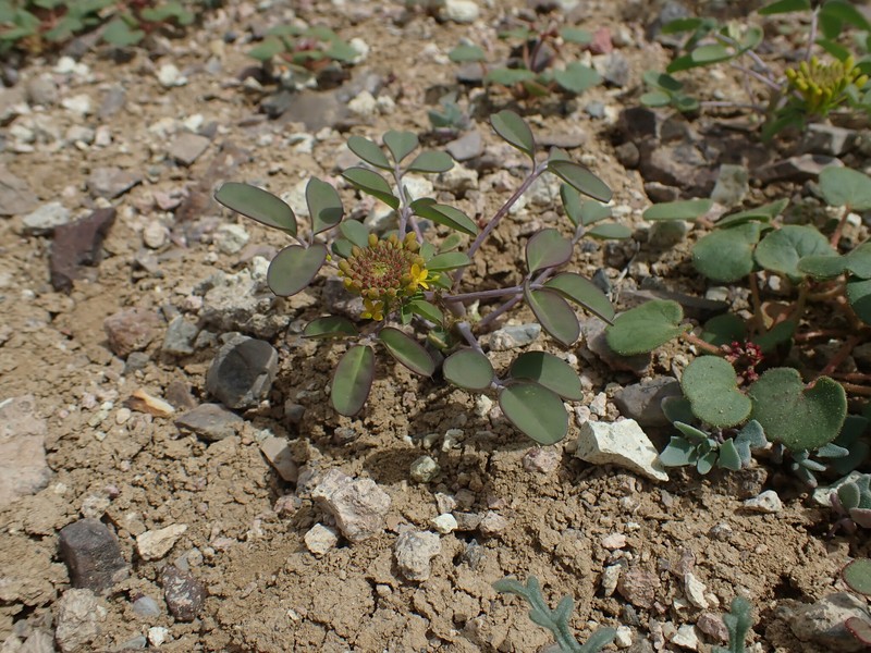 Cleomella hillmanii var. hillmanii photo 4