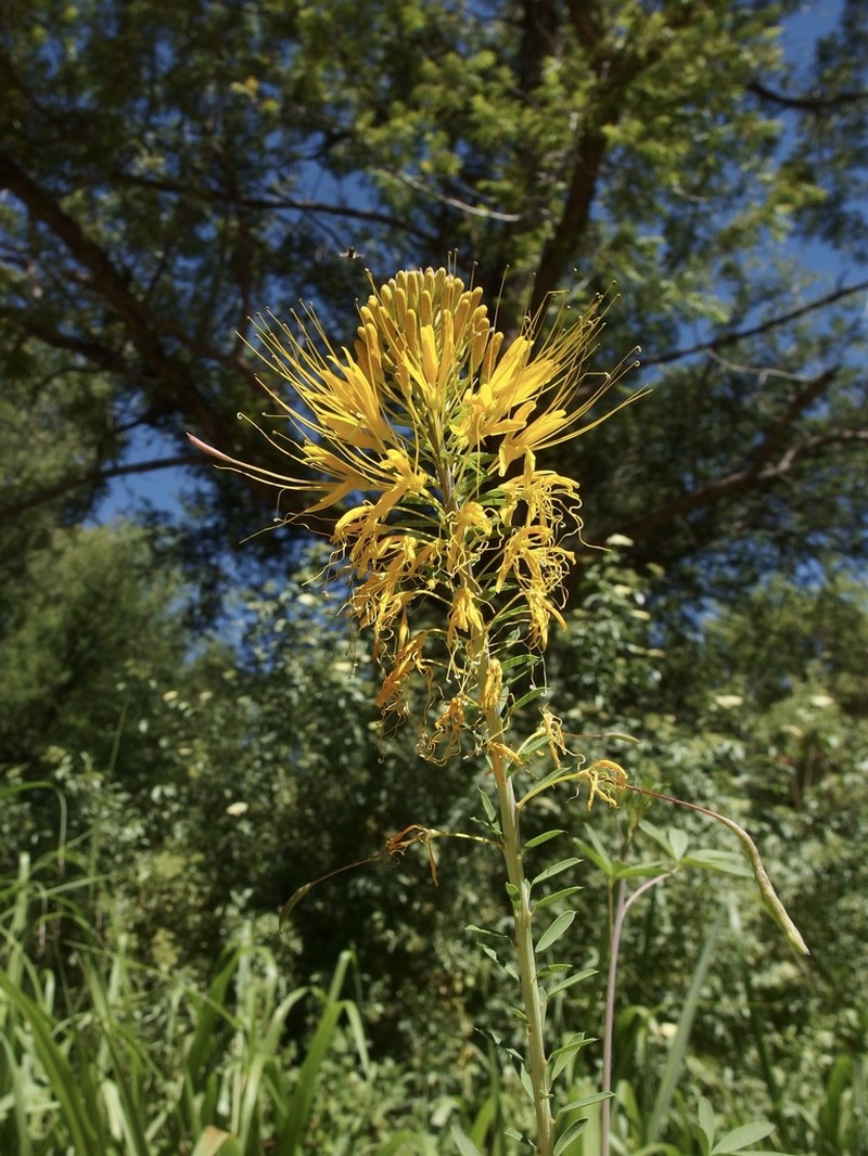 Cleomella jonesii