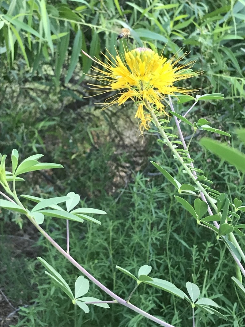 Cleomella jonesii photo 2