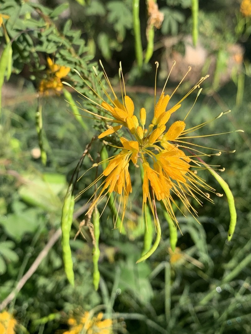 Cleomella jonesii photo 3