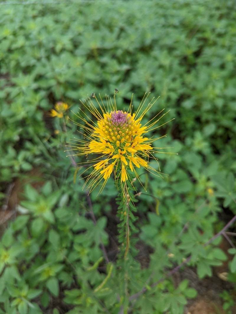 Cleomella jonesii photo 5
