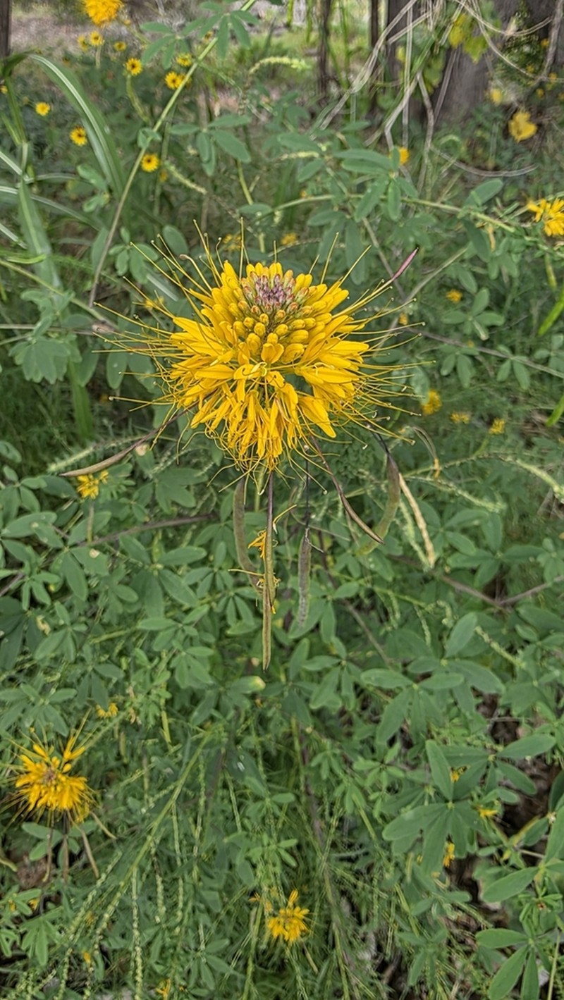 Cleomella jonesii photo 8