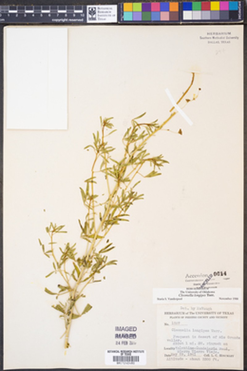 Chiricahua Mountain Stinkweed