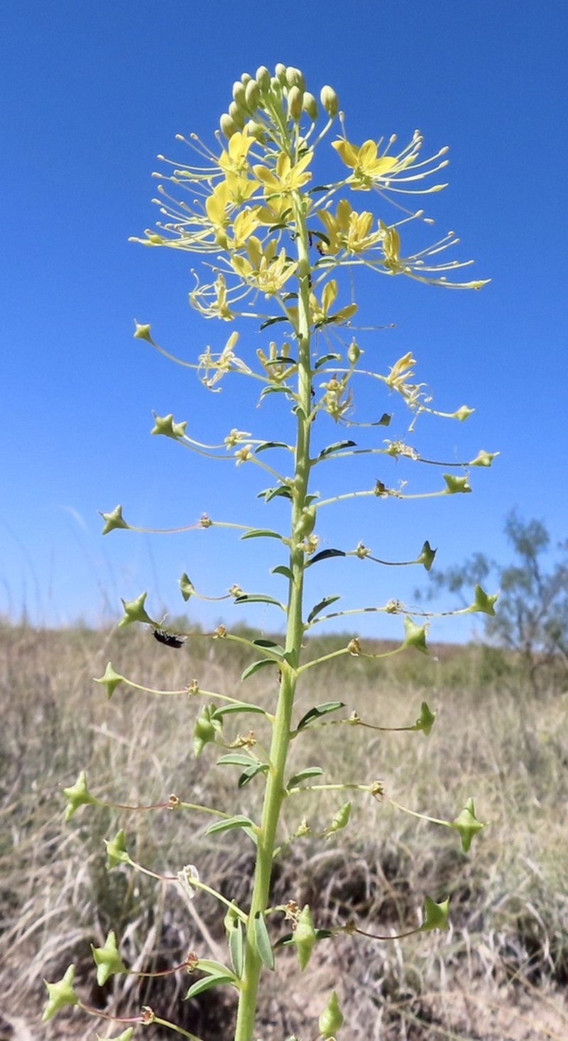 Chiricahua Mountain Stinkweed