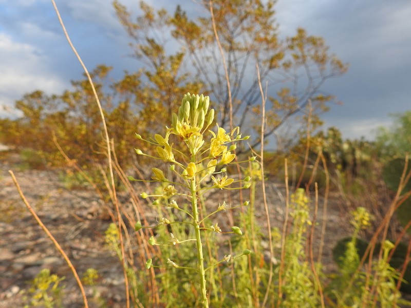 Chiricahua Mountain Stinkweed photo 2