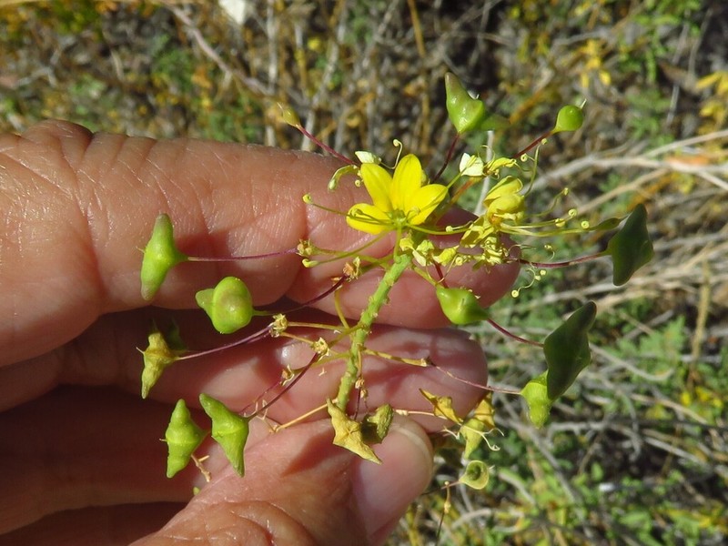 Chiricahua Mountain Stinkweed photo 3