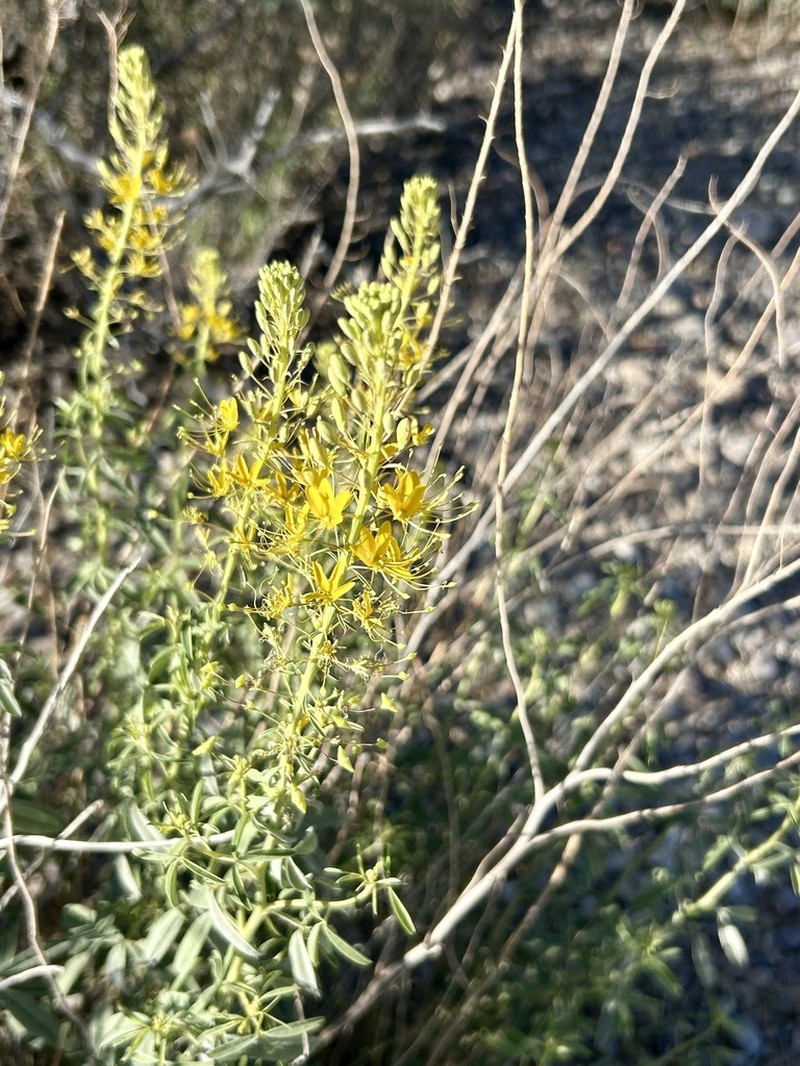 Chiricahua Mountain Stinkweed photo 4