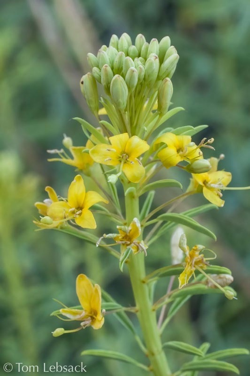 Chiricahua Mountain Stinkweed photo 5