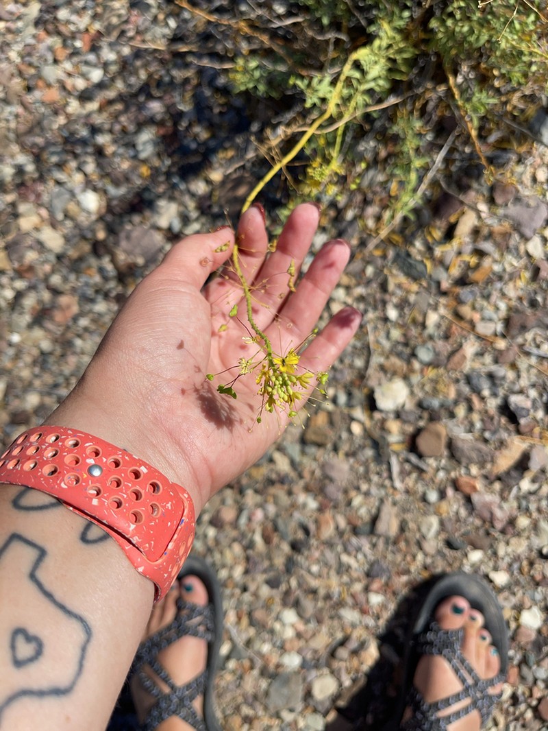 Chiricahua Mountain Stinkweed photo 6
