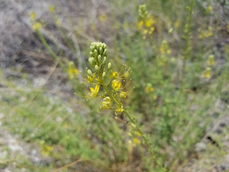 Chiricahua Mountain Stinkweed photo 7