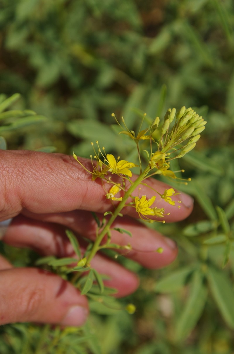 Chiricahua Mountain Stinkweed photo 8