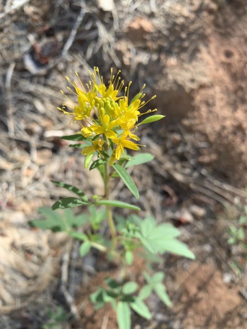 Yellow Spiderflower photo 2