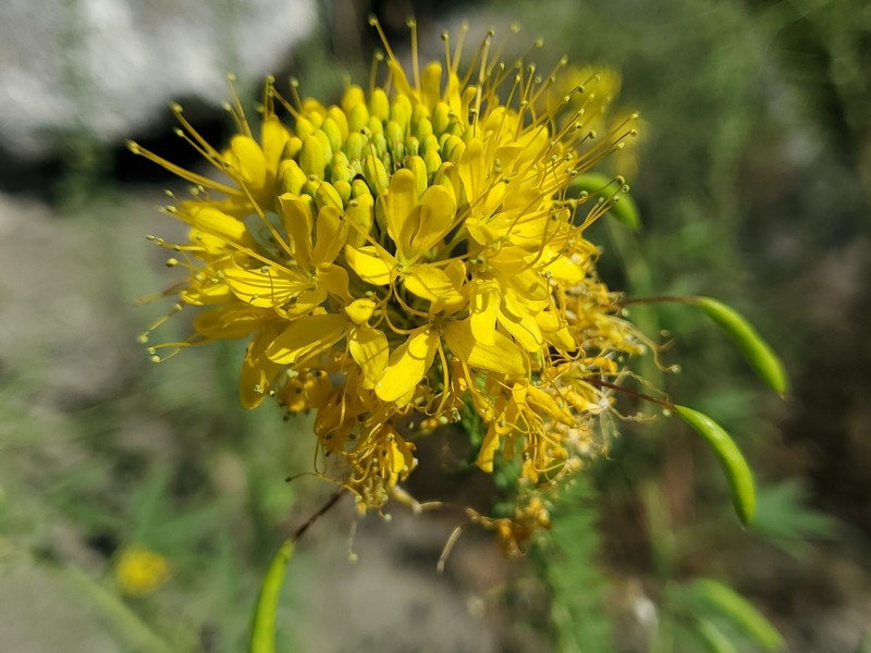Yellow Spiderflower photo 3