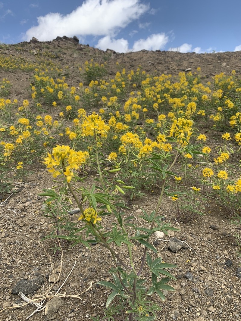 Yellow Spiderflower photo 4