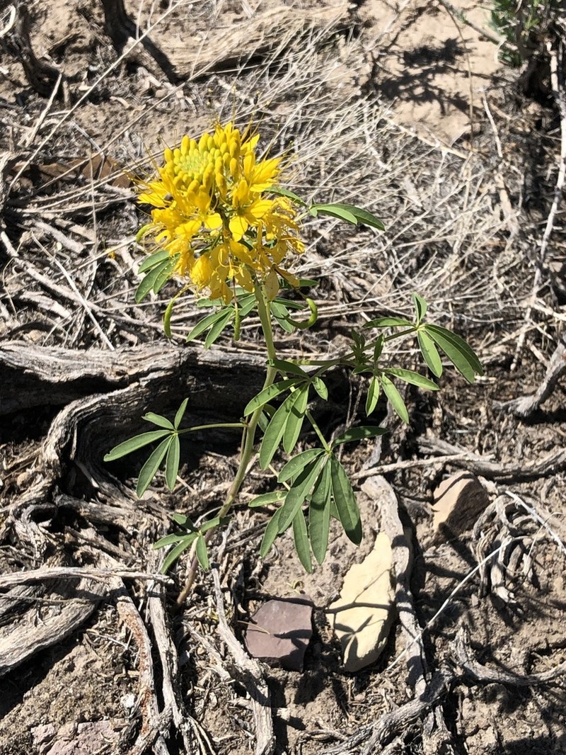 Yellow Spiderflower photo 5