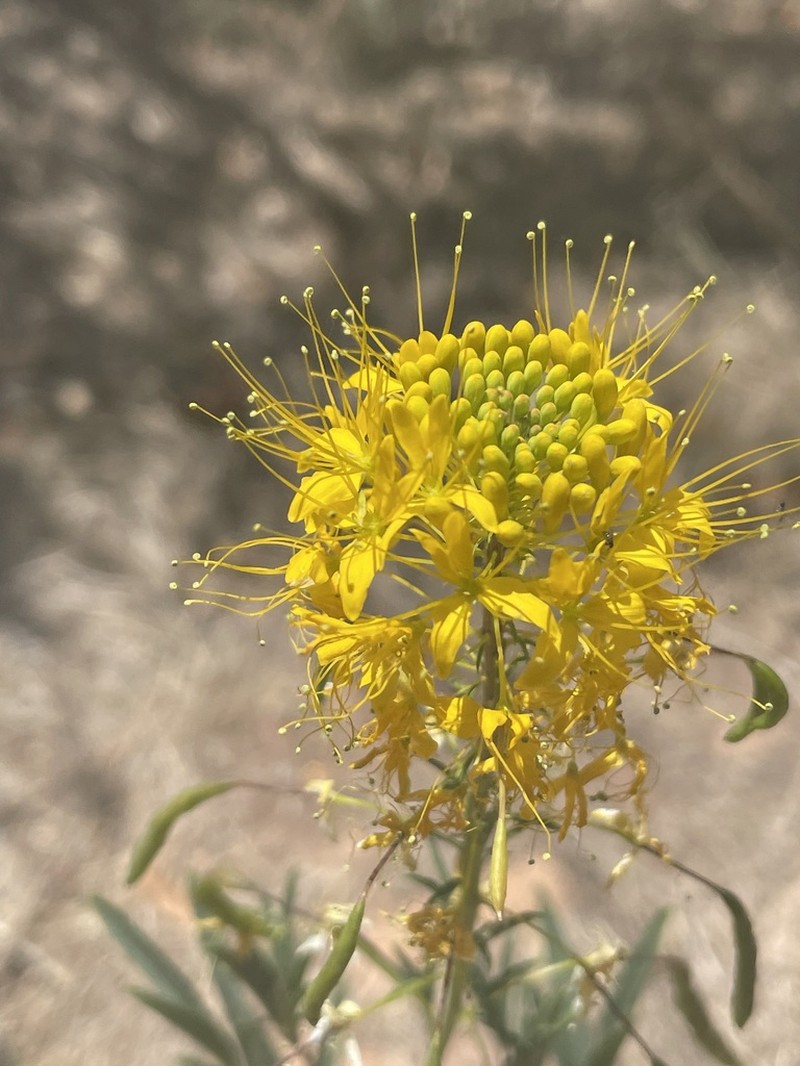 Yellow Spiderflower photo 6