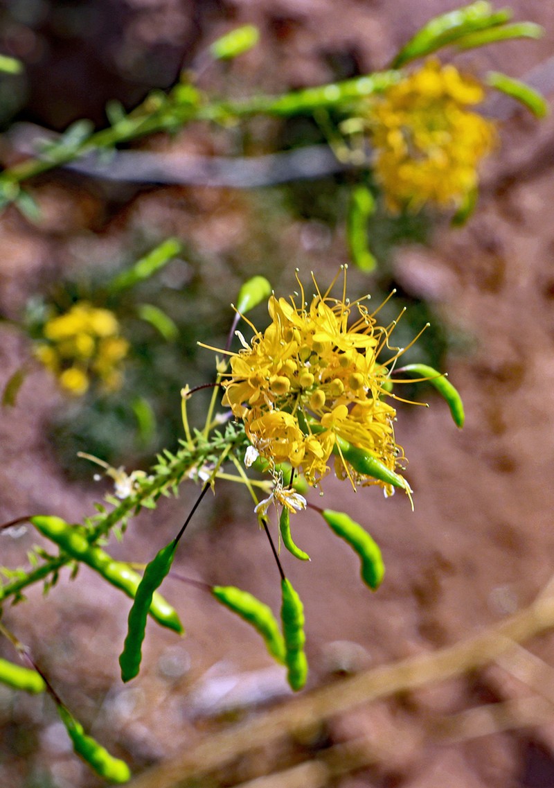 Yellow Spiderflower photo 7
