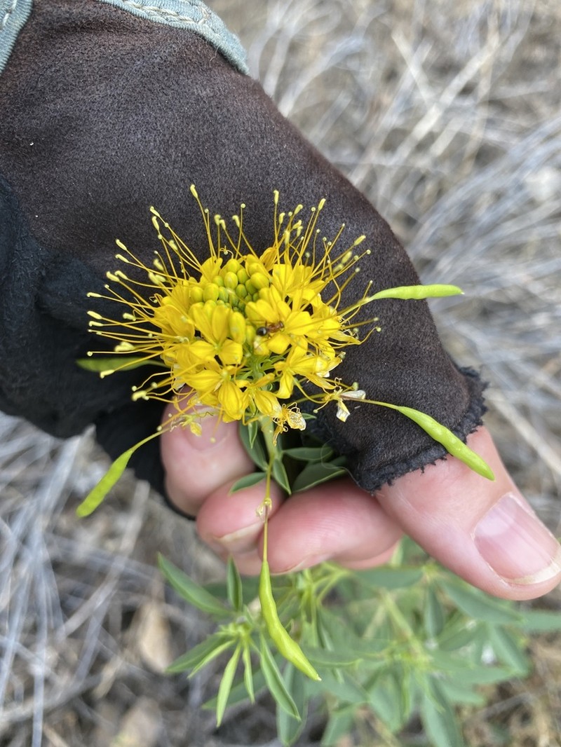 Yellow Spiderflower photo 8
