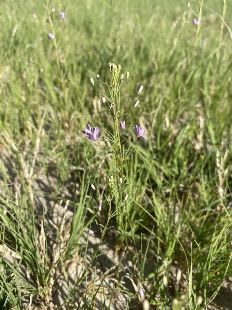 Slender Spiderflower
