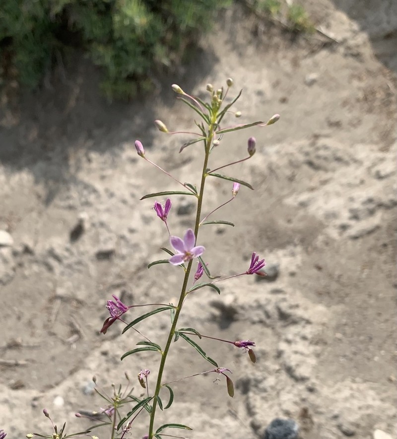 Slender Spiderflower photo 2