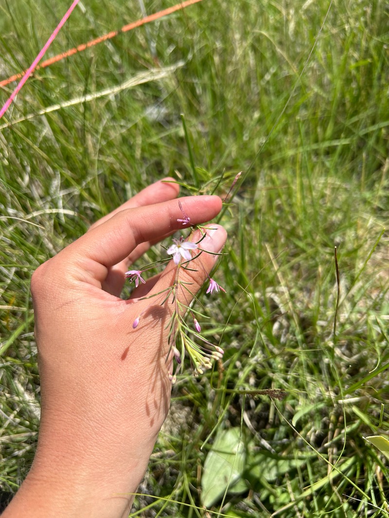 Slender Spiderflower photo 3