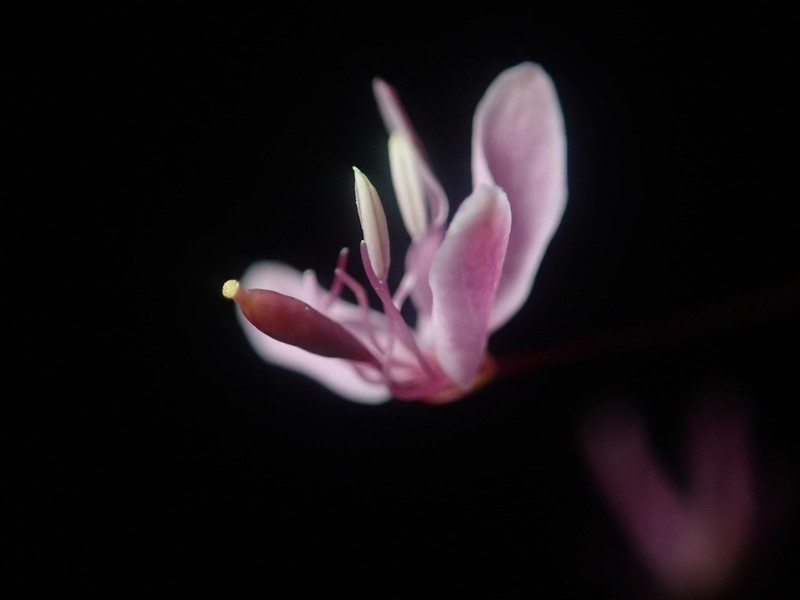 Slender Spiderflower photo 4