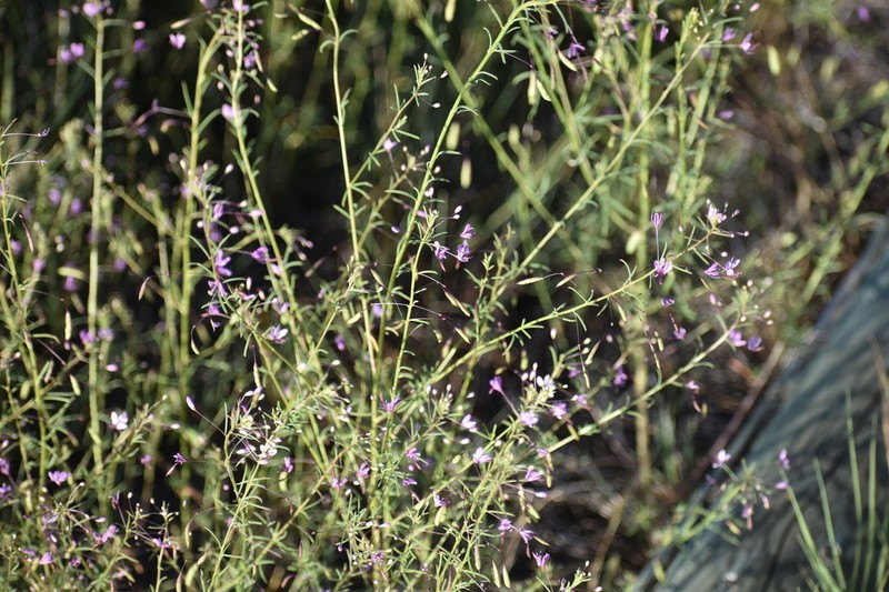Slender Spiderflower photo 6