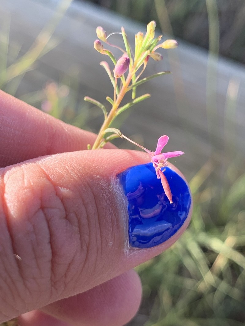 Slender Spiderflower photo 8