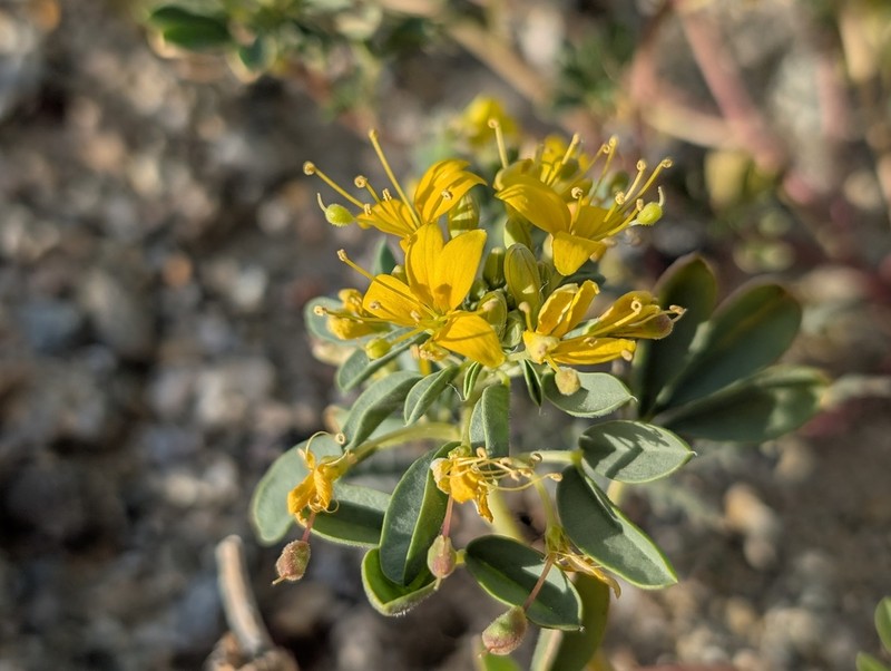 Mojave Cleomella