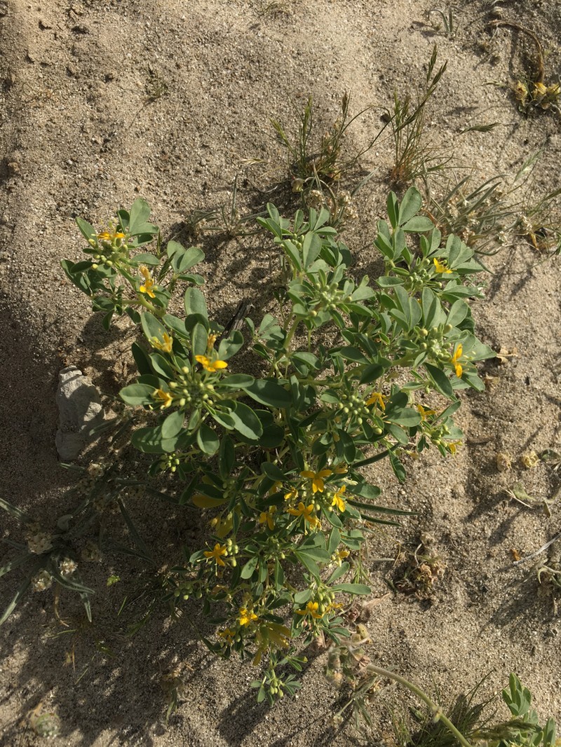 Mojave Cleomella photo 2