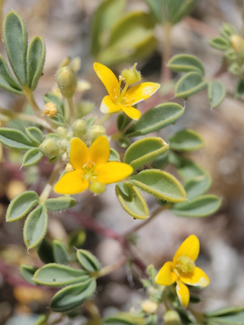 Mojave Cleomella photo 3