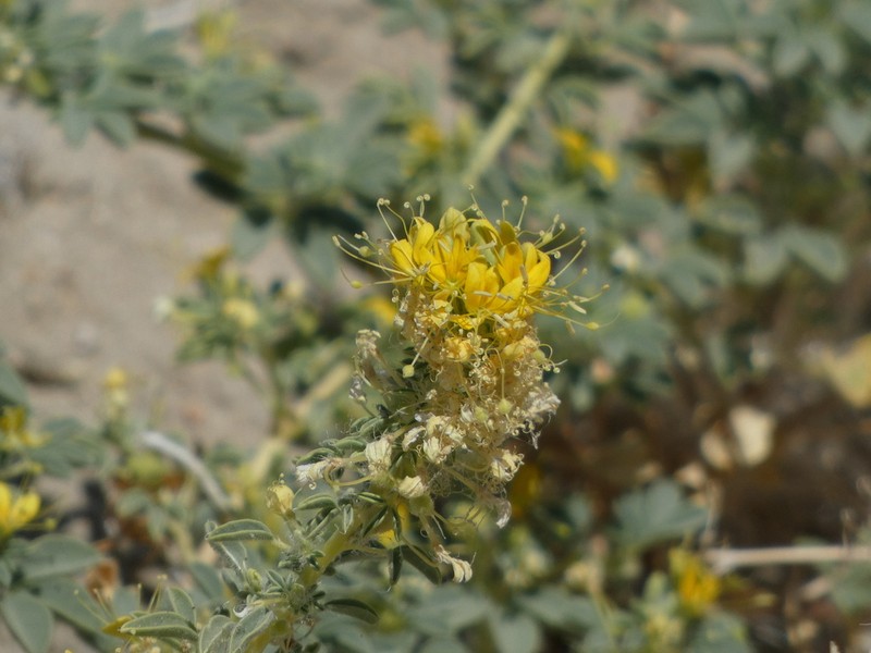 Mojave Cleomella photo 4