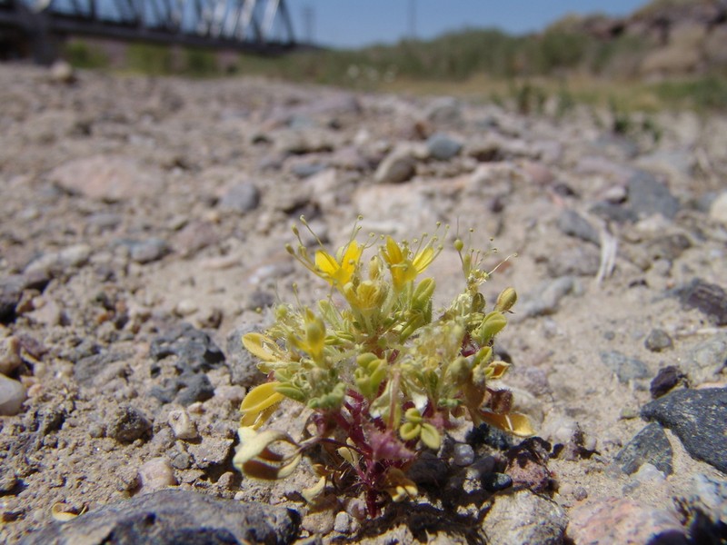Mojave Cleomella photo 5