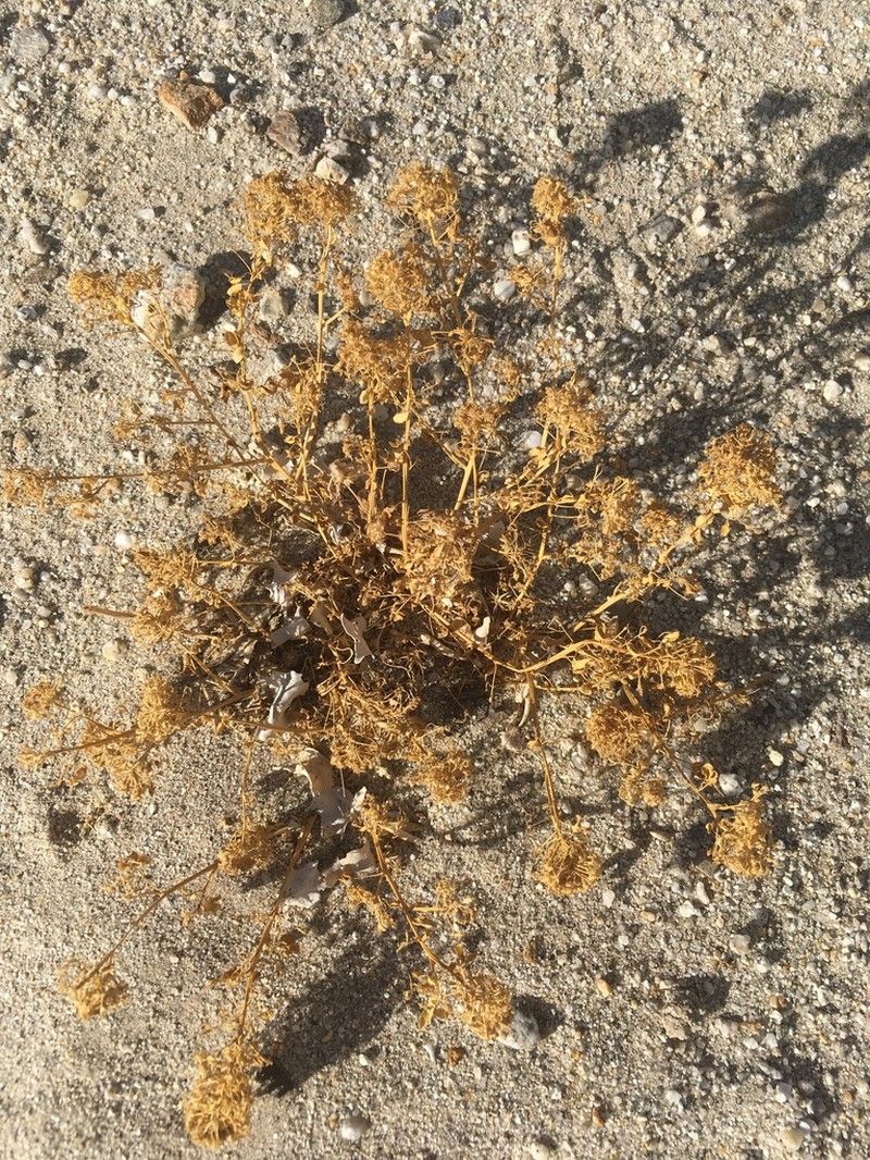 Mojave Cleomella photo 6