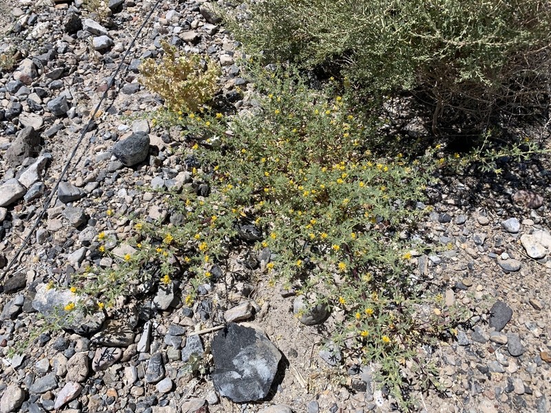 Mojave Cleomella photo 7