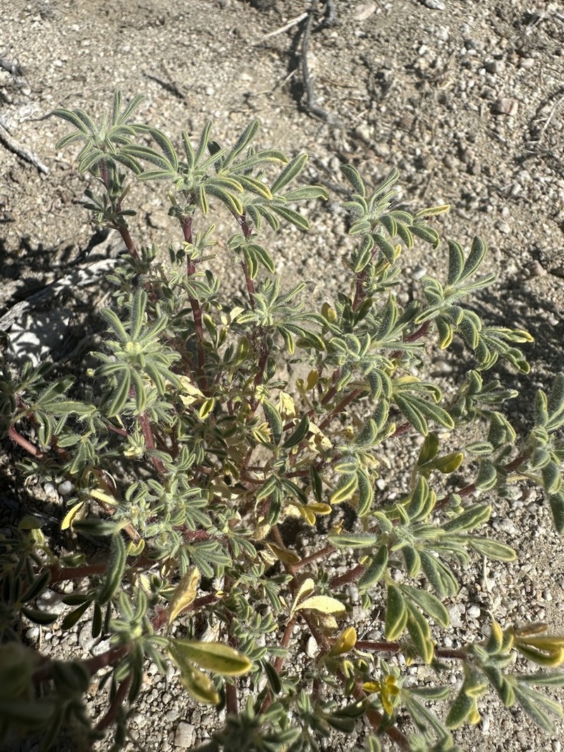 Mojave Cleomella photo 8