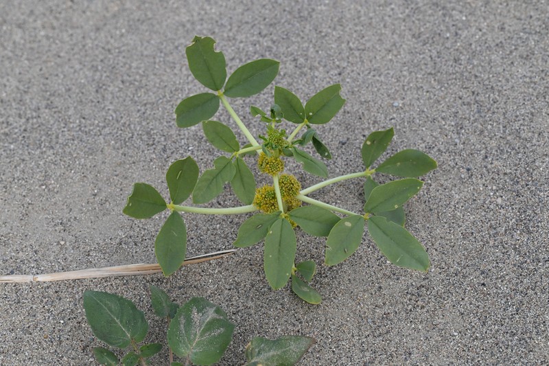 Spiny Caper photo 2