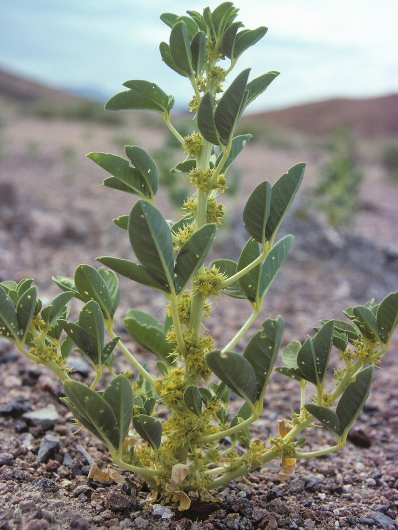 Spiny Caper photo 3